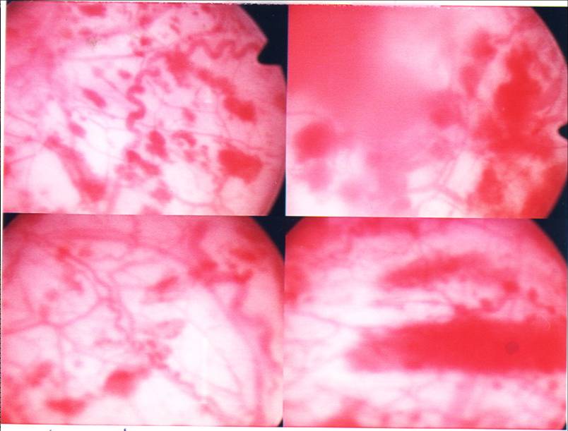 IC_13401.jpg