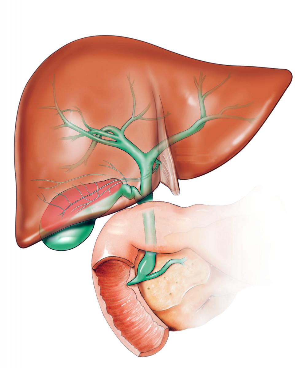liver gross 059bb